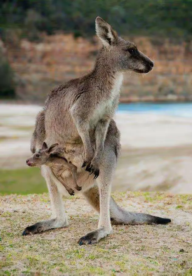 袋鼠走步软件苹果版(袋鼠ios最新下载地址)-第4张图片-有道翻译官网 袋鼠走步软件苹果版(袋鼠ios最新下载地址)-第4张图片-有道翻译官网