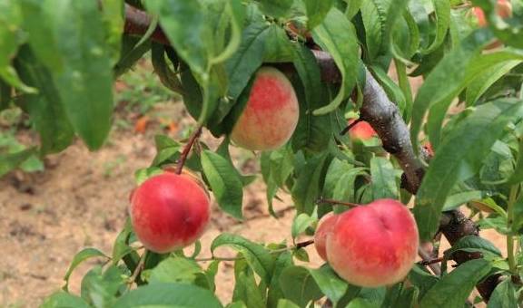 苹果公开版属什么:胶东半岛被称作“温带水果之乡”，看看夏天的果树都是啥样