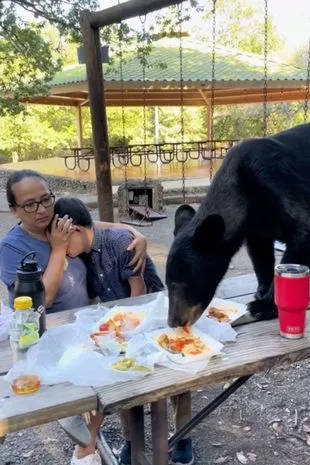 墨西哥一只熊跳上野餐桌和游客抢食 勇敢妈妈全程保护孩子-第1张图片-太平洋在线下载